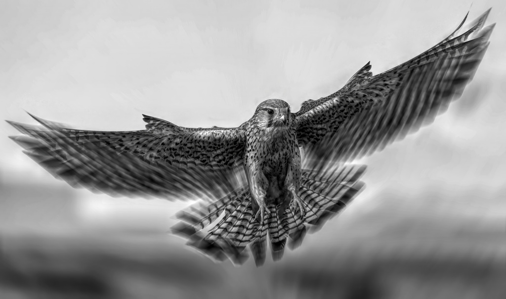 チョウゲンボウ