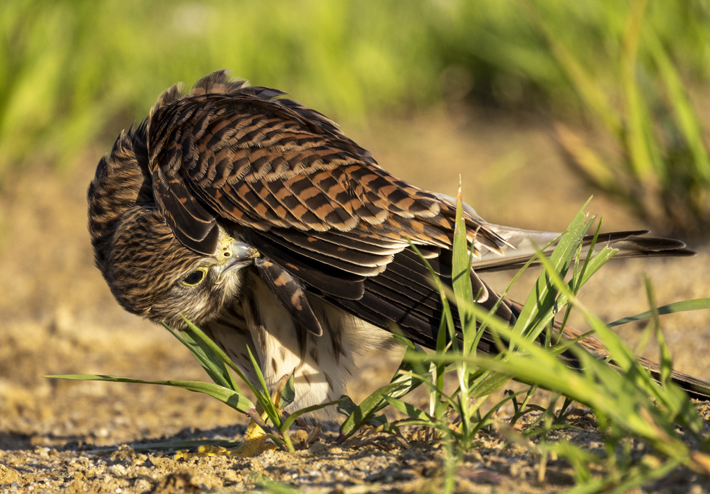 チョウゲンボウ