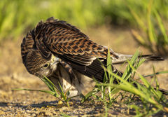 チョウゲンボウ