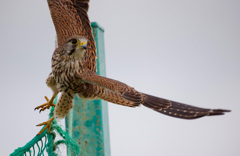 チョウゲンボウ