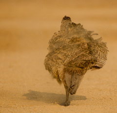 キジのメス（砂浴び）