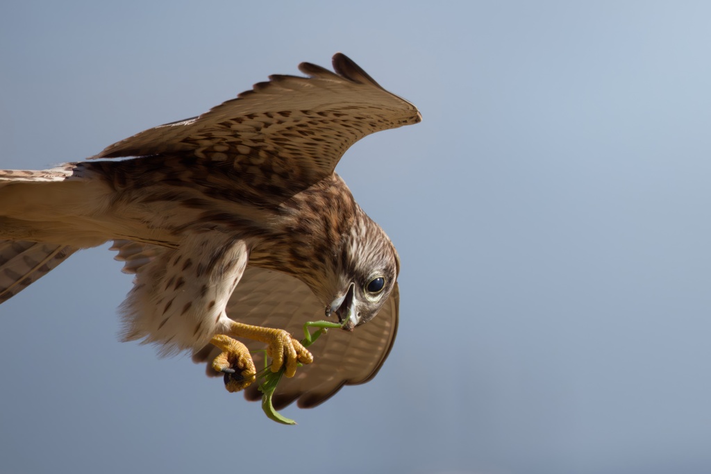 チョウゲンボウ