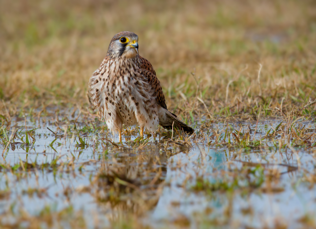 チョウゲンボウ