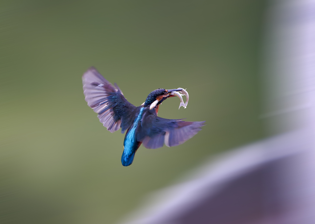 カワセミ