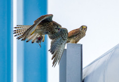 チョウゲンボウ