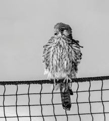 チョウゲンボウ