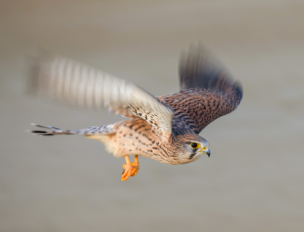 チョウゲンボウ