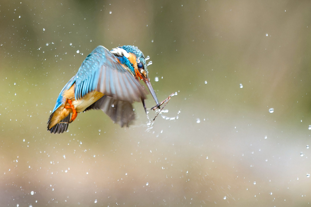 魚じゃなかった　3