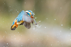 魚じゃなかった　3