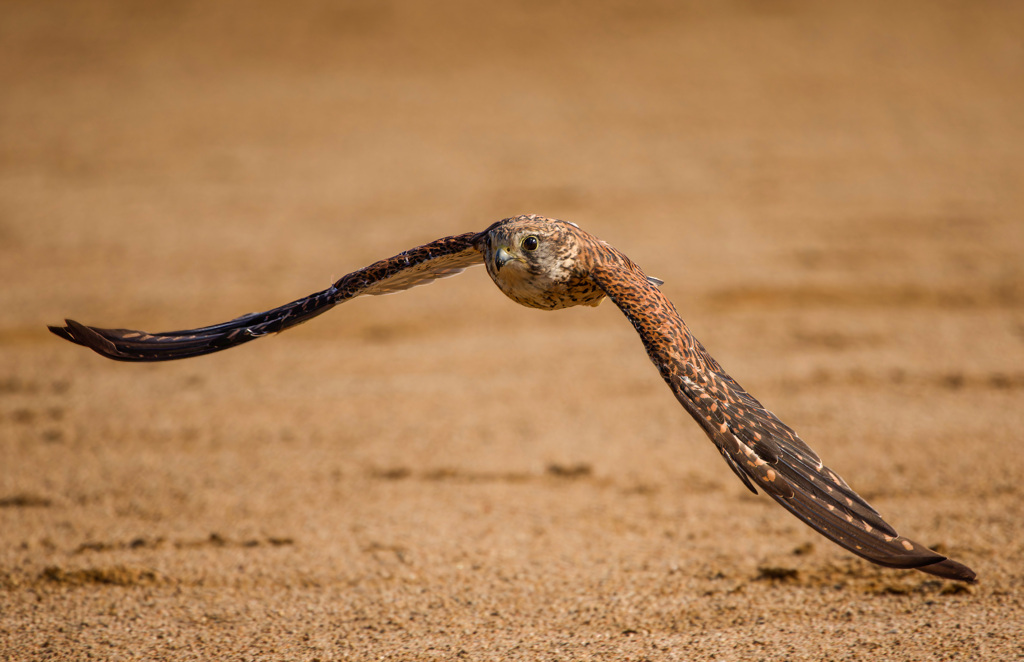 チョウゲンボウ