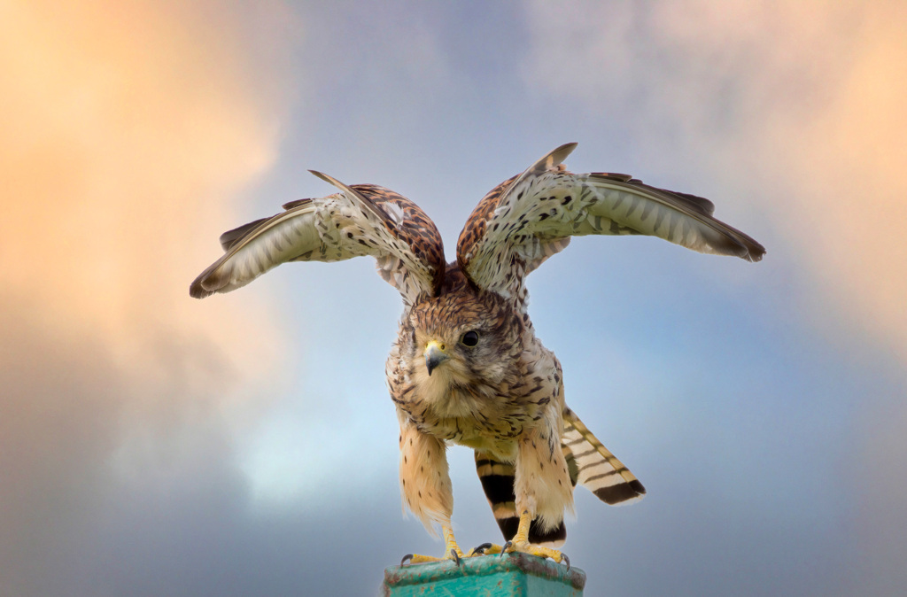 チョウゲンボウ