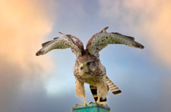 チョウゲンボウ