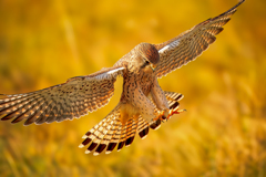 チョウゲンボウ チョウゲンボウ