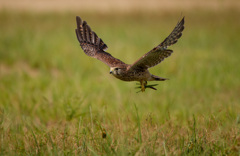 チョウゲンボウ