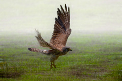 チョウゲンボウ