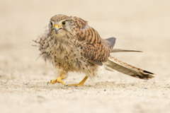 チョウゲンボウ