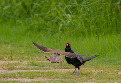 キジとチョウゲンボウ