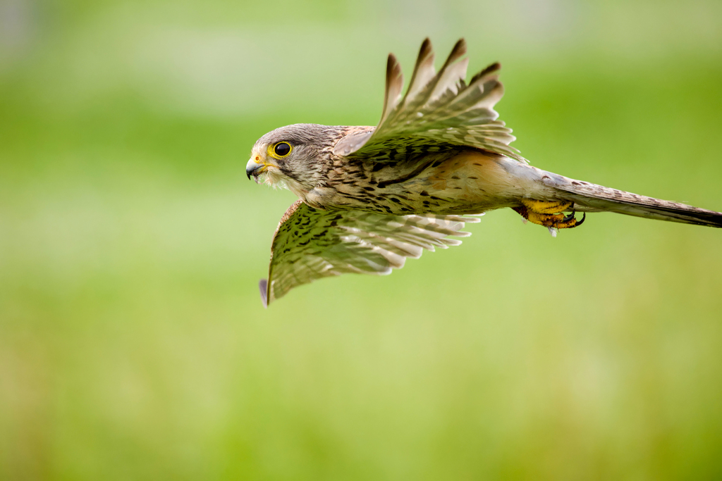 チョウゲンボウ