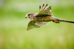 チョウゲンボウ