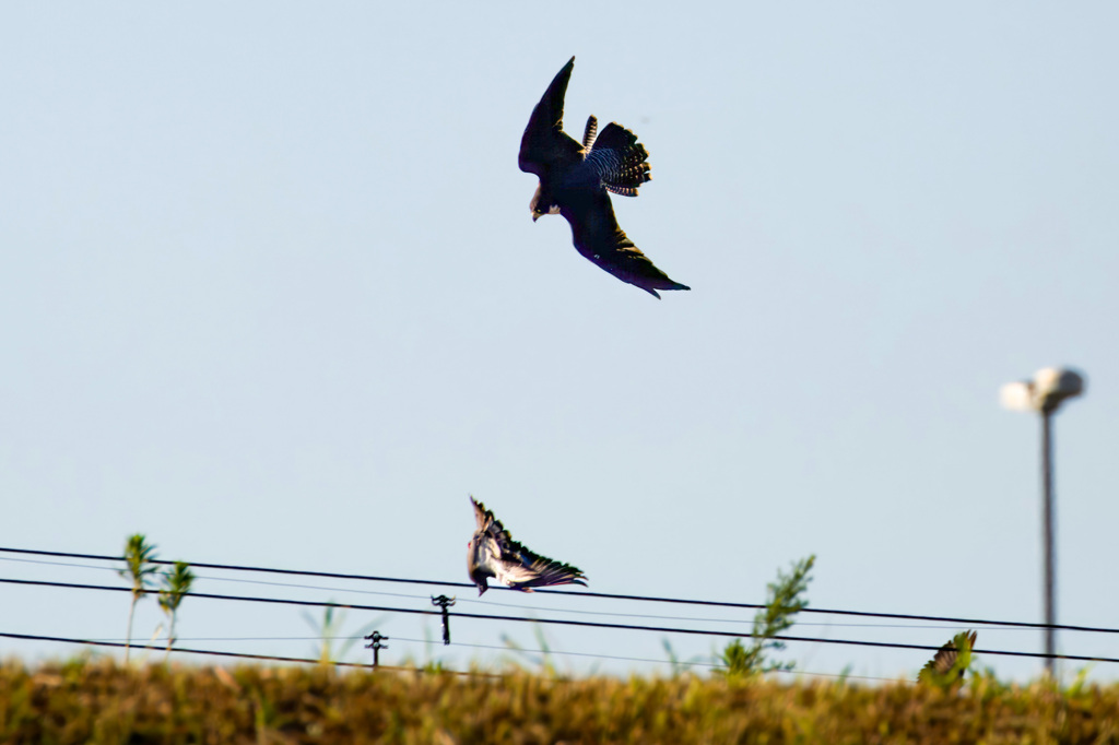 鳩を狙うハヤブサ
