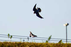 鳩を狙うハヤブサ