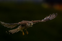 チョウゲンボウ