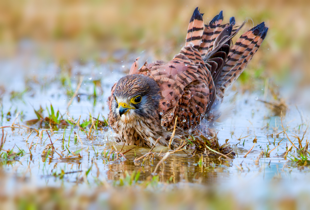 チョウゲンボウ
