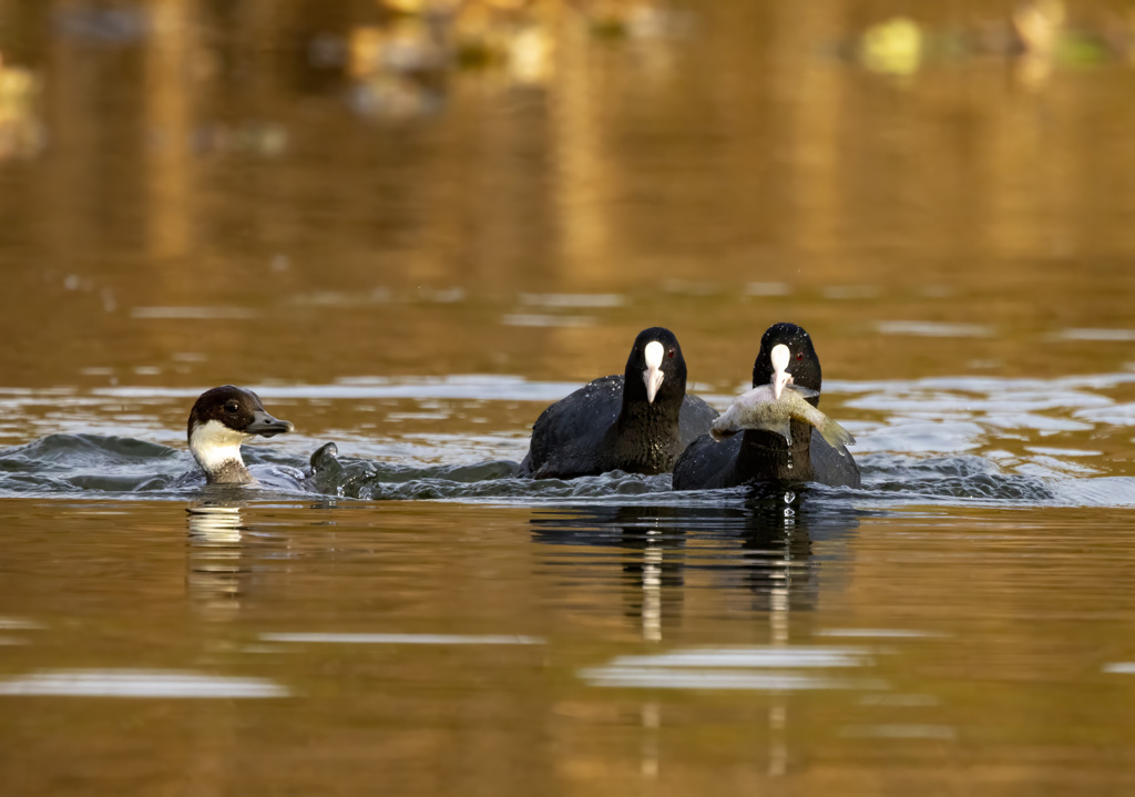 オオバンとミコアイサ