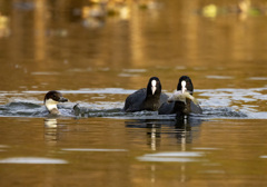 オオバンとミコアイサ