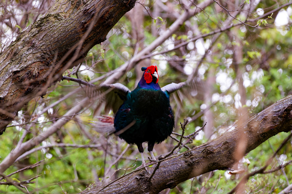 木上の母衣うち