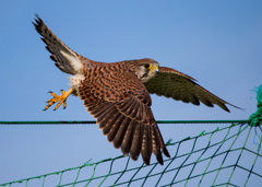 チョウゲンボウ