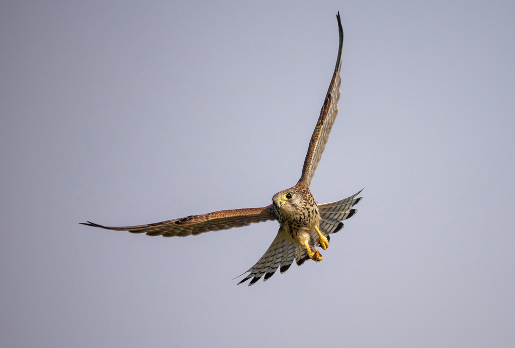 チョウゲンボウ
