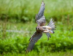 チョウゲンボウ