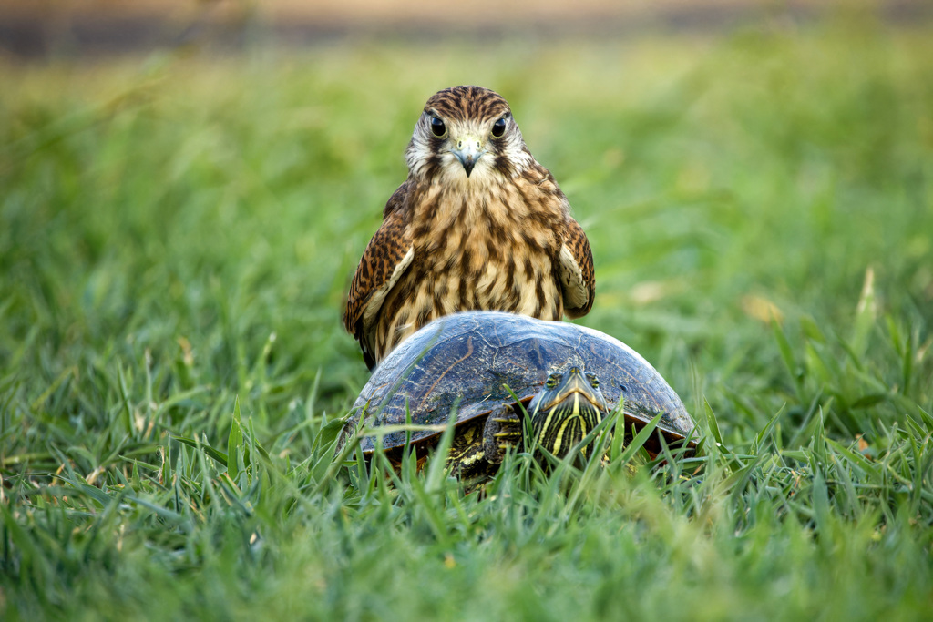 カメとチョウゲンボウ