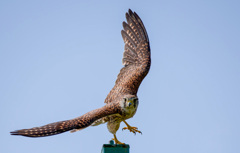 チョウゲンボウ