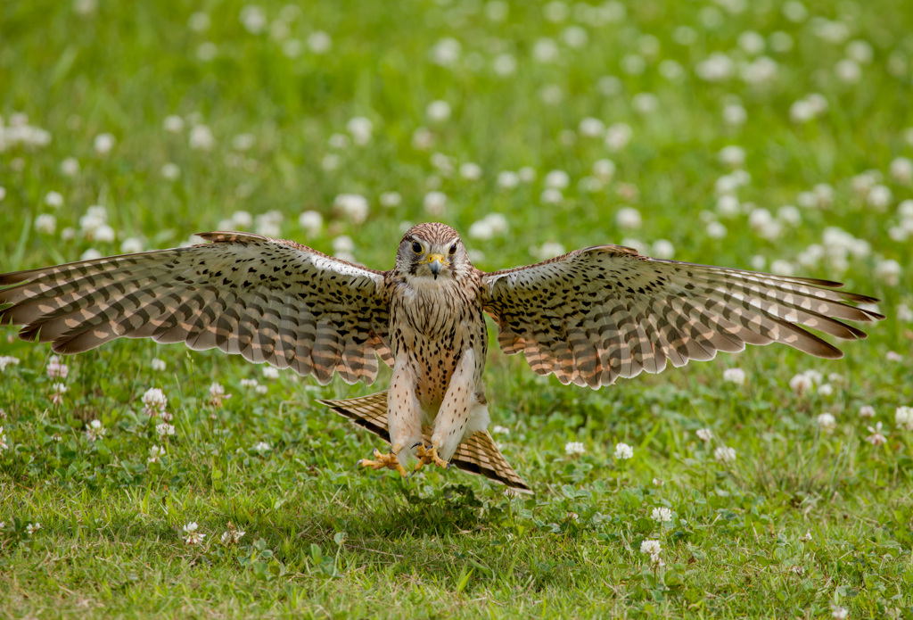 チョウゲンボウ