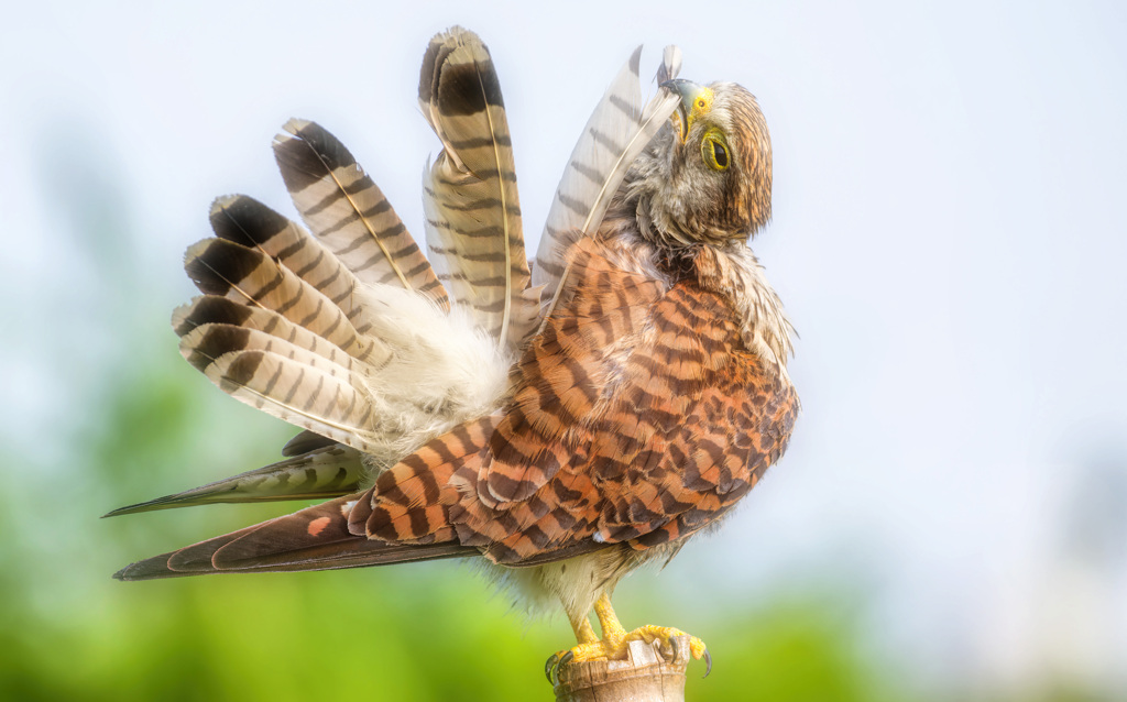 チョウゲンボウ