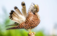 チョウゲンボウ