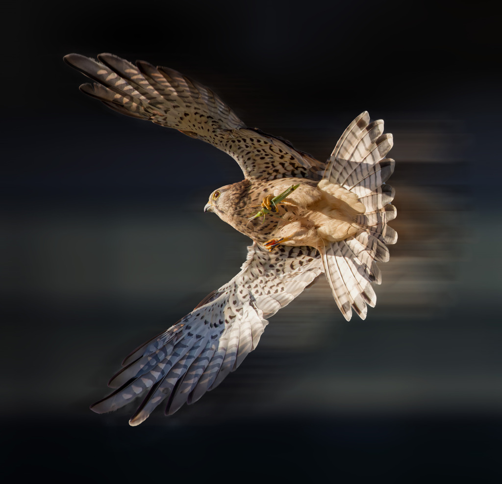 チョウゲンボウ