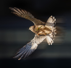 チョウゲンボウ