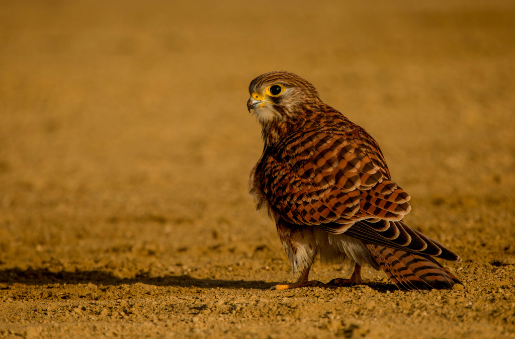 チョウゲンボウ