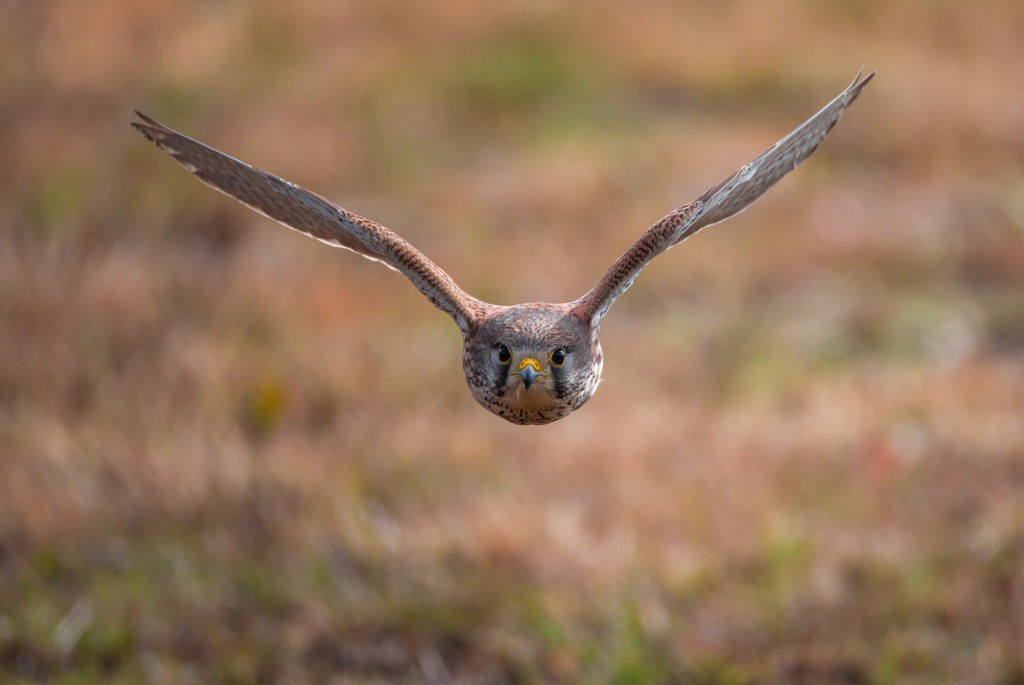 チョウゲンボウ