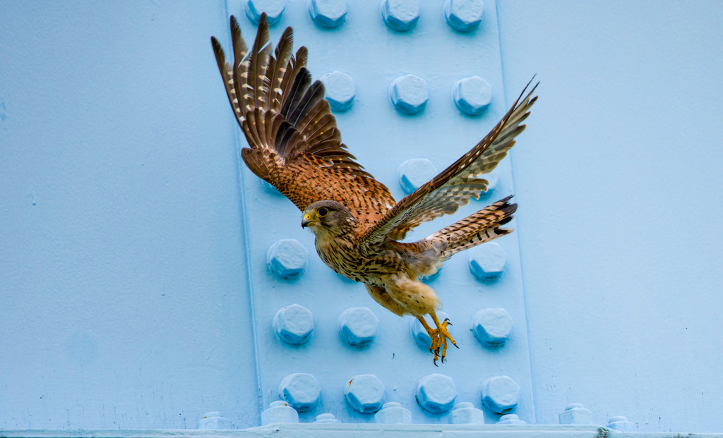 チョウゲンボウ