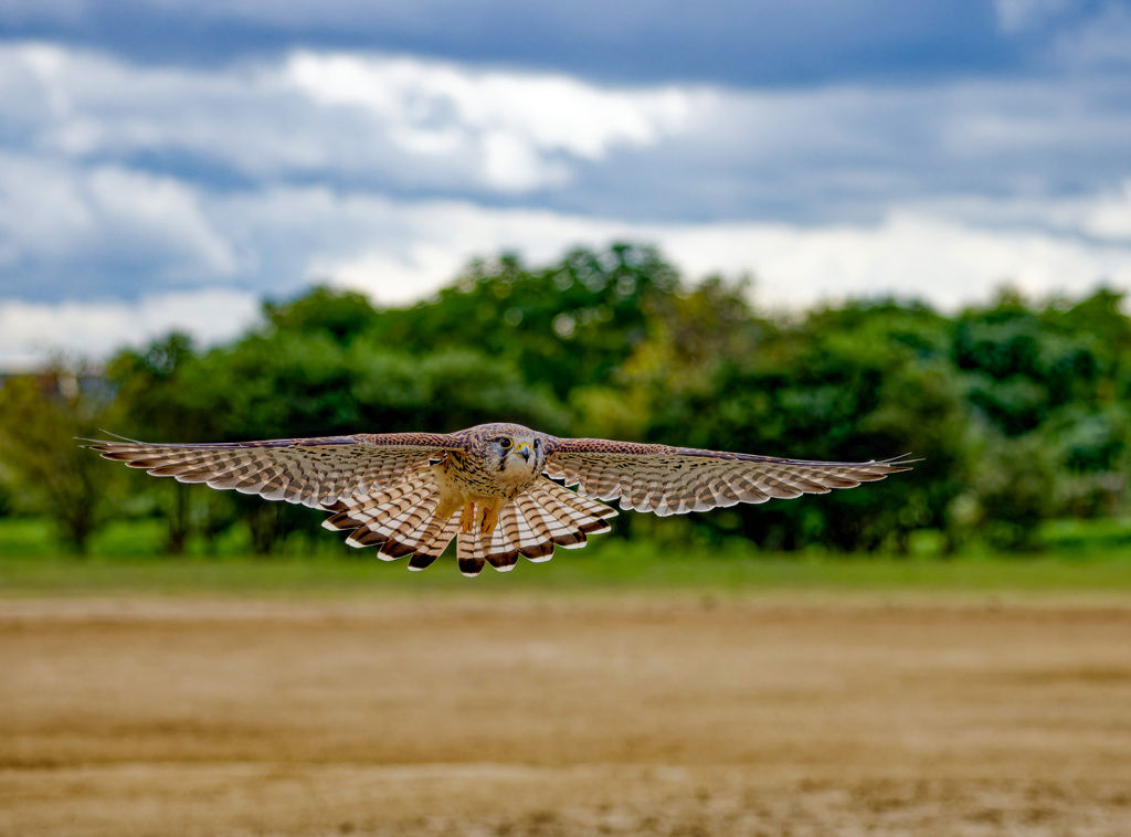 チョウゲンボウ