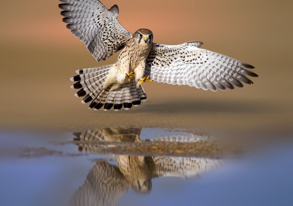 チョウゲンボウ