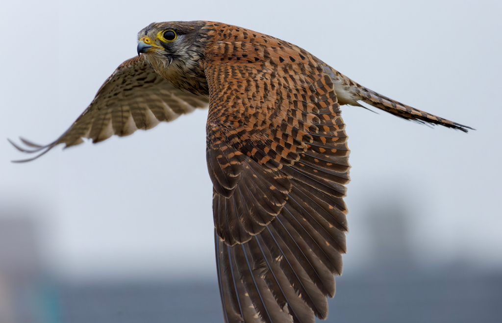 チョウゲンボウ