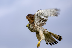 チョウゲンボウ