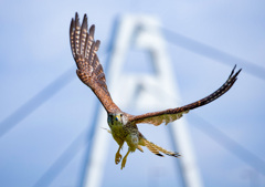 チョウゲンボウ