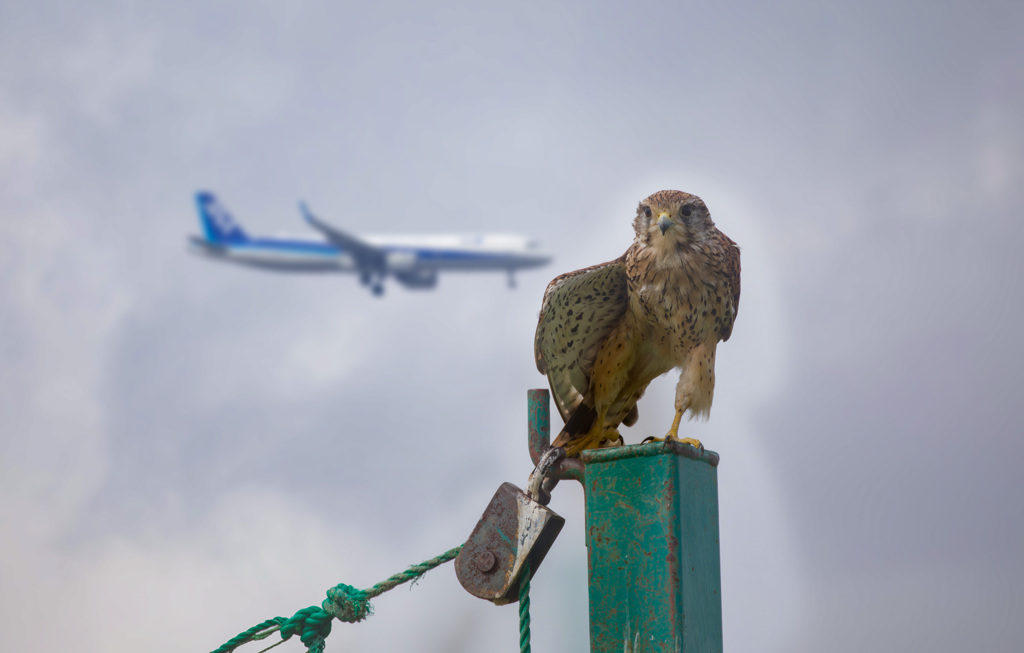 チョウゲンボウ