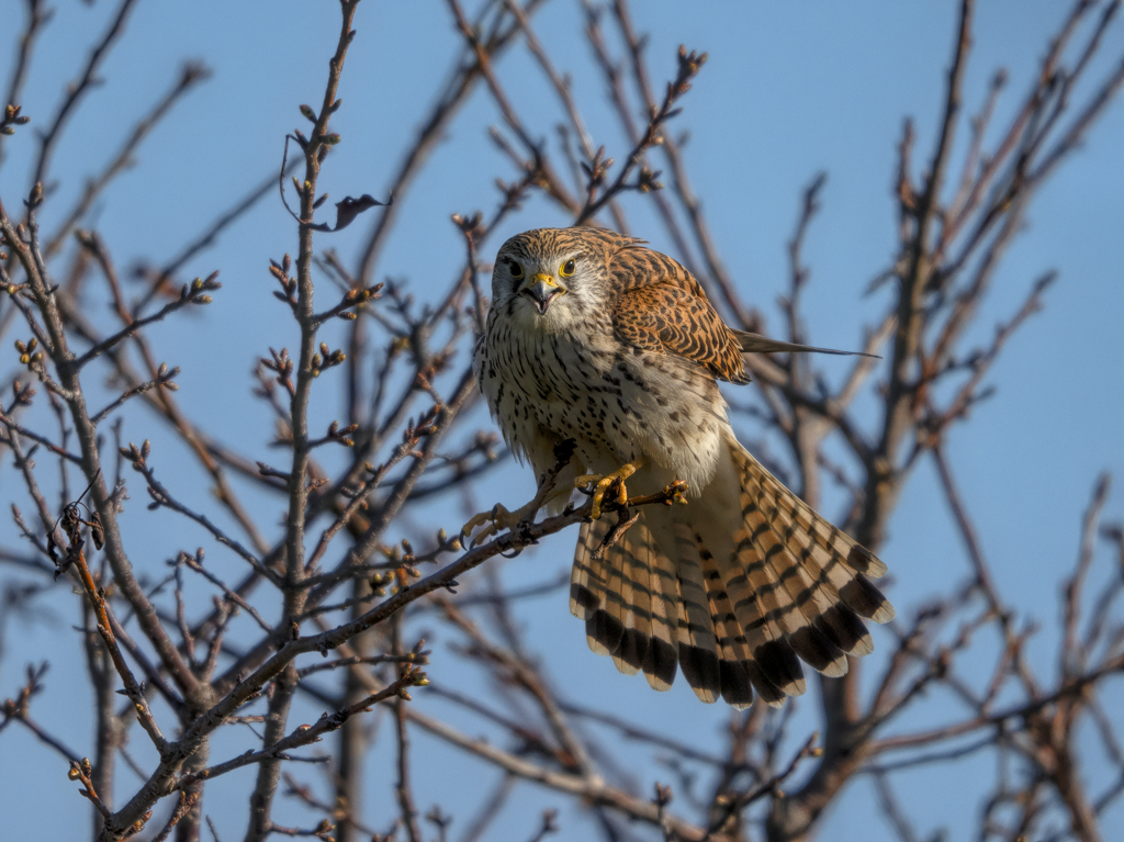 チョウゲンボウ